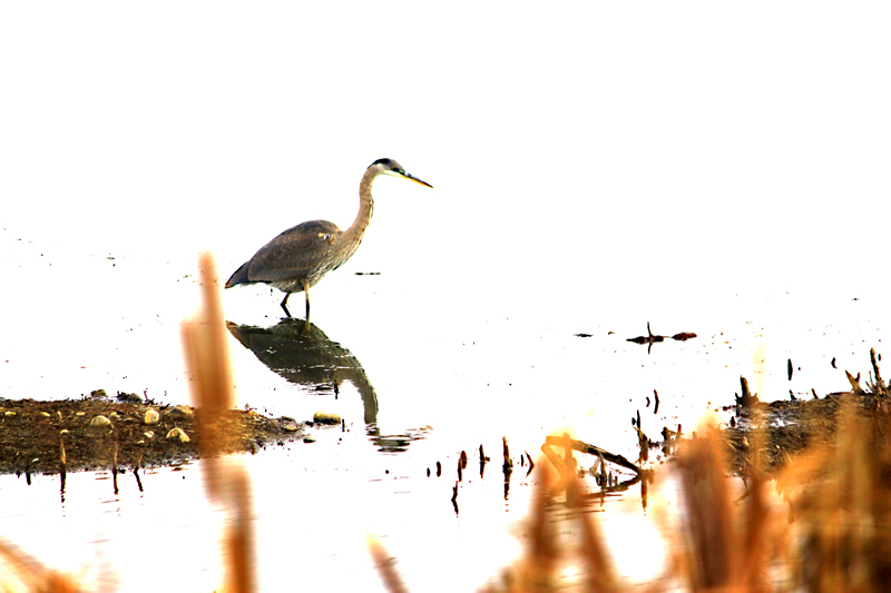 Bird in the Reeds by Ray Holmberg